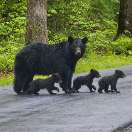 Lazy Bear Lodge, Hot Tub, Resort Pool, Wifi, 1089 Free Tickets Each Paid Day, Dollywood And More Gatlinburg Dış mekan fotoğraf