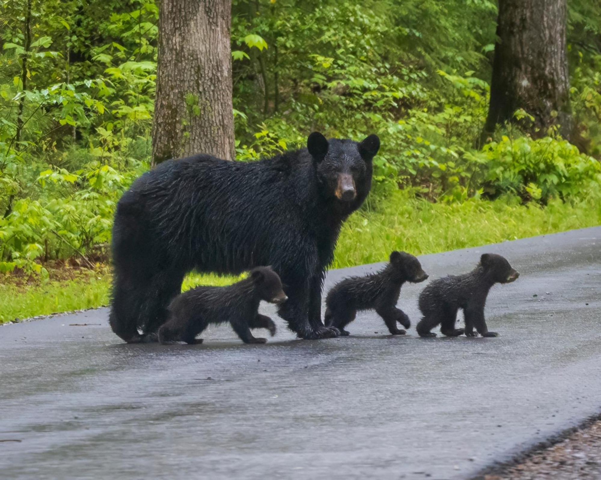 Lazy Bear Lodge, Hot Tub, Resort Pool, Wifi, 1089 Free Tickets Each Paid Day, Dollywood And More Gatlinburg Dış mekan fotoğraf